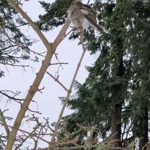 Meet your Posher, Harly